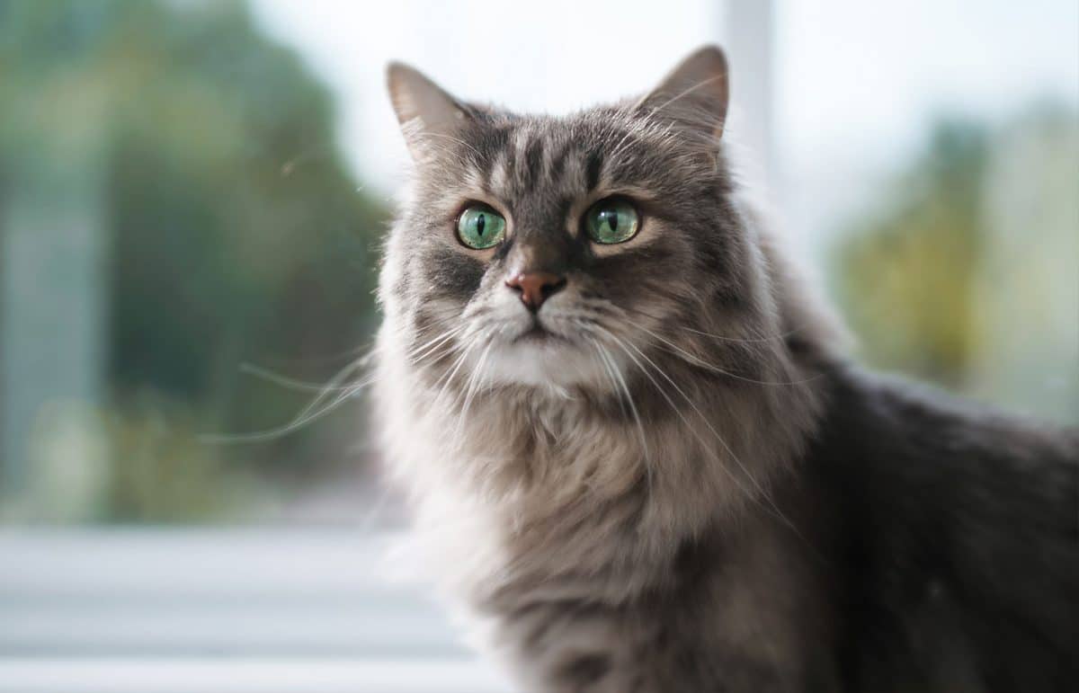 Emergency Emergency vet in Upland 24 hour vet clinic near me