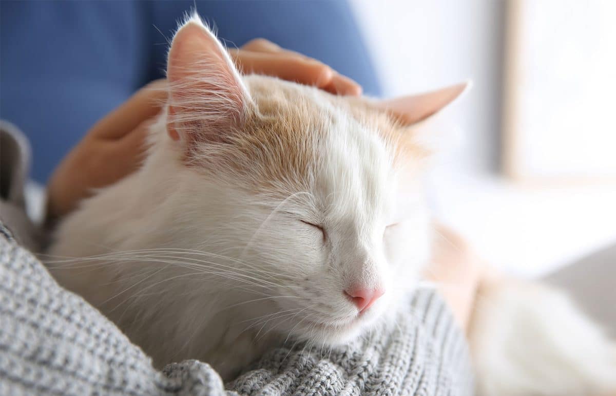 Emergency Emergency vet in Upland 24 hour vet clinic near me