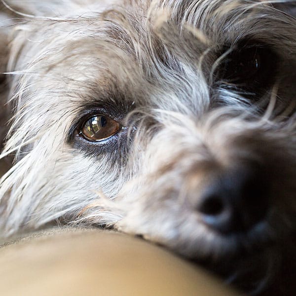 Close-up of a fluffy dog's face, focusing on one eye with light catching the brown iris. The fur, a mix of gray and beige, is well-groomed thanks to regular veterinarian visits. The background is softly blurred, and the dog's expression is calm and relaxed.