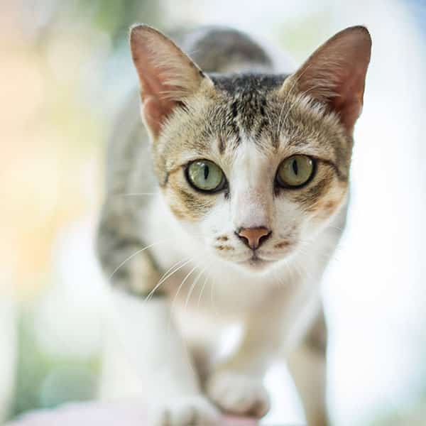 Close-up of a curious tabby cat with green eyes, as if expecting its veterinarian. The cat has a white chest and face with gray and brown markings. The background is softly blurred, highlighting the feline's intense gaze focused on the camera.