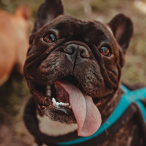 A close-up of a black French Bulldog with its tongue out, wearing a blue harness. The happy pup looks up eagerly, as if waiting to visit the vet. The background is slightly blurred, highlighting the dog's joyful expression.