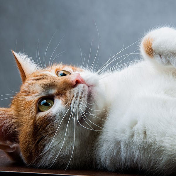 A ginger and white cat lies on its side, looking upward as if awaiting its vet. Its eyes are wide and whiskers prominently displayed against a soft gray background, creating a calm atmosphere.