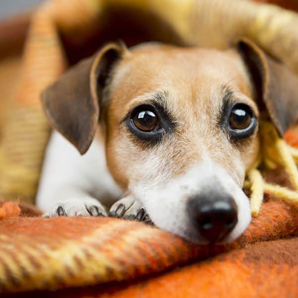 A small dog with brown and white fur is lying down on an orange plaid blanket, looking up with big, expressive eyes. Resting its chin on its paws, the dog waits patiently for the veterinarian's gentle care. The blanket adds a warm and cozy atmosphere.