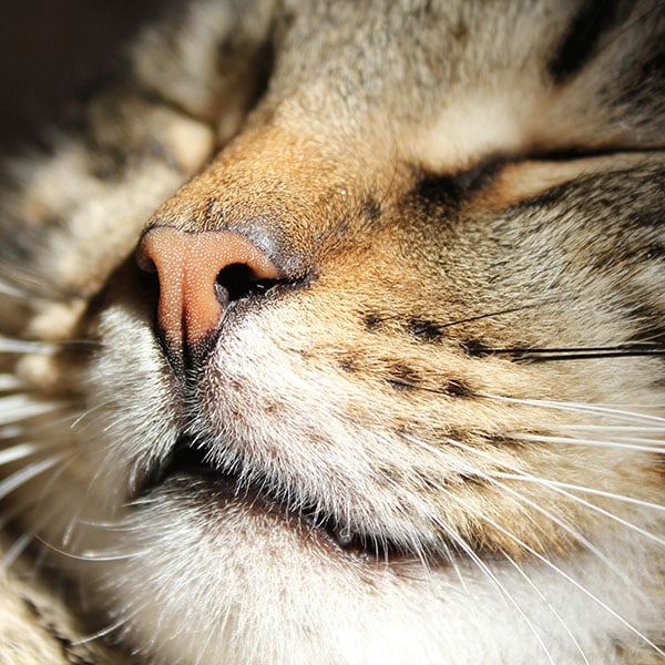 Close-up of a sleeping cat's face, highlighting its nose and mouth. The happy feline's fur is a blend of brown, black, and white, with whiskers visible. This serene image could easily charm any veterinarian with its display of tranquility and contentment.
