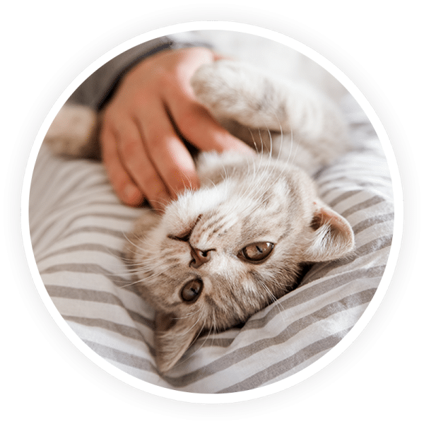 Internal Medicine Emergency vet in Upland 24 hour vet clinic near