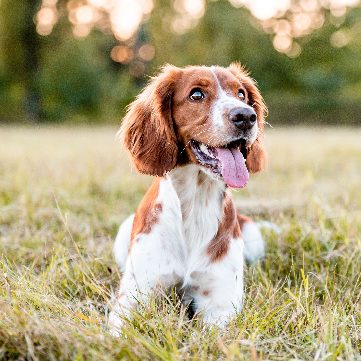 A happy brown and white dog with long ears and its tongue out lies on the grass in a field, having just returned from a visit to the vet. The background is a blurred mix of green trees and soft, warm light, suggesting a sunny day.